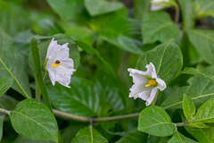 Lycianthes acapulcensis