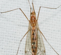 Nephrotoma ferruginea