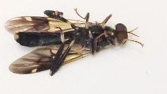 Exaireta spinigera