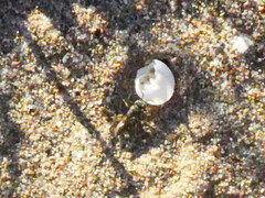 Bembecinus hungaricus