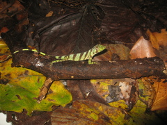 Anolis transversalis