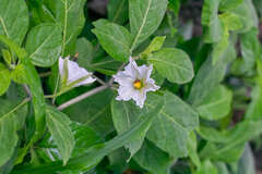 Lycianthes acapulcensis