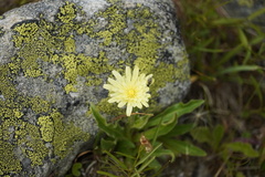 Schlagintweitia intybacea