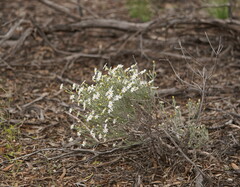 Olearia pimeleoides
