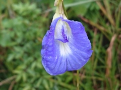 Clitoria ternatea