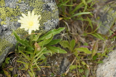Schlagintweitia intybacea