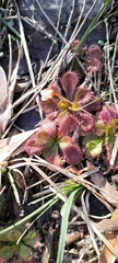 Drosera aberrans