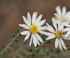 Olearia pimeleoides