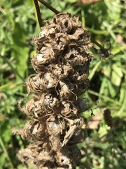 Campanula thyrsoides