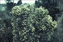 Ozothamnus scutellifolius