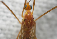 Nephrotoma ferruginea