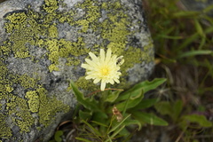 Schlagintweitia intybacea