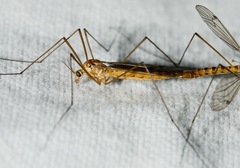 Nephrotoma ferruginea