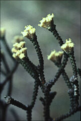 Ozothamnus scutellifolius