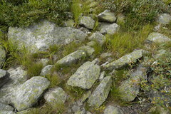 Schlagintweitia intybacea