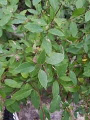 Ilex mucronata