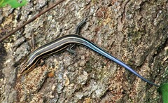 Plestiodon