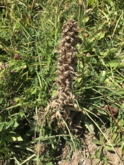 Campanula thyrsoides