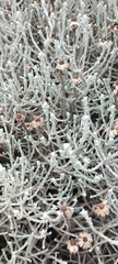 Leucophyta brownii