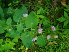 Arctium minus