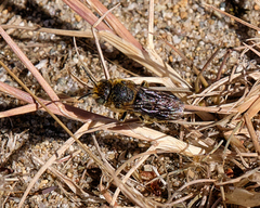 Megachilinae