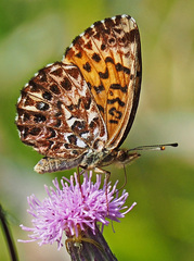 Boloria chariclea
