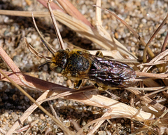 Megachilinae