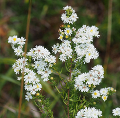 Symphyotrichum ericoides
