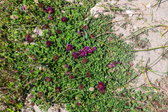 Trifolium wormskioldii