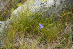 Campanula scheuchzeri