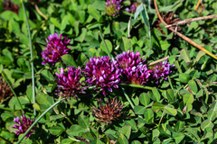 Trifolium wormskioldii