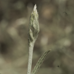 Pseudognaphalium