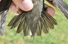 Chaetura pelagica