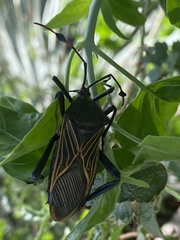 Pachylis neocalifornicus