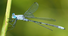 Lestes disjunctus