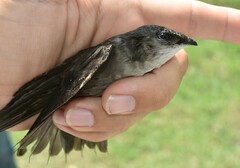 Chaetura pelagica