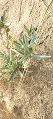 Atriplex cinerea