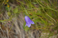 Campanula scheuchzeri