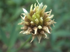 Trifolium