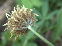 Trifolium