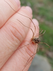Phalangiinae
