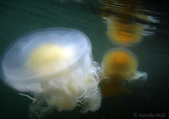 Phacellophora camtschatica