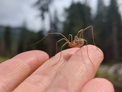 Phalangiinae
