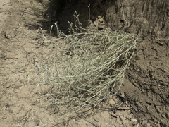Pseudognaphalium