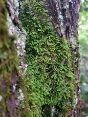 Pseudanomodon attenuatus