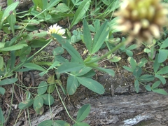 Trifolium