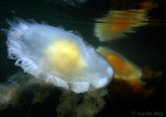 Phacellophora camtschatica