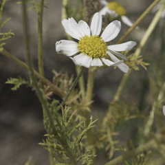 Anthemis cotula