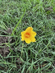 Zephyranthes tubispatha