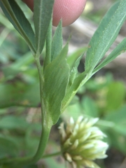 Trifolium